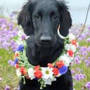 Summerdogs