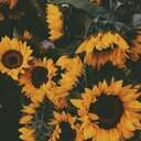 Sunflower_
